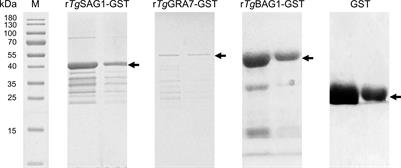 Application of Toxoplasma gondii-specific SAG1, GRA7 and BAG1 proteins in serodiagnosis of animal toxoplasmosis